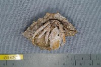 藏品(畸形真寄居蟹)的圖片